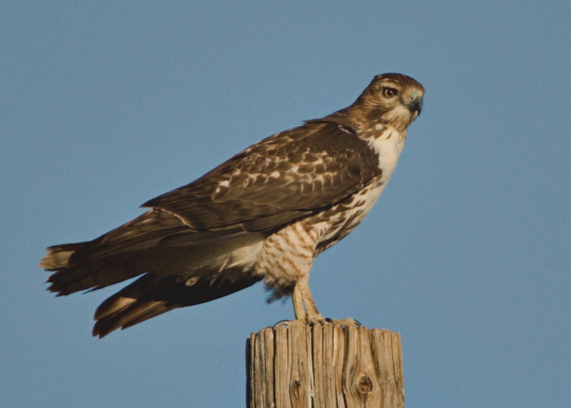 Mojave Hi Desert Hawk ID - Help Me Identify a North American Bird
