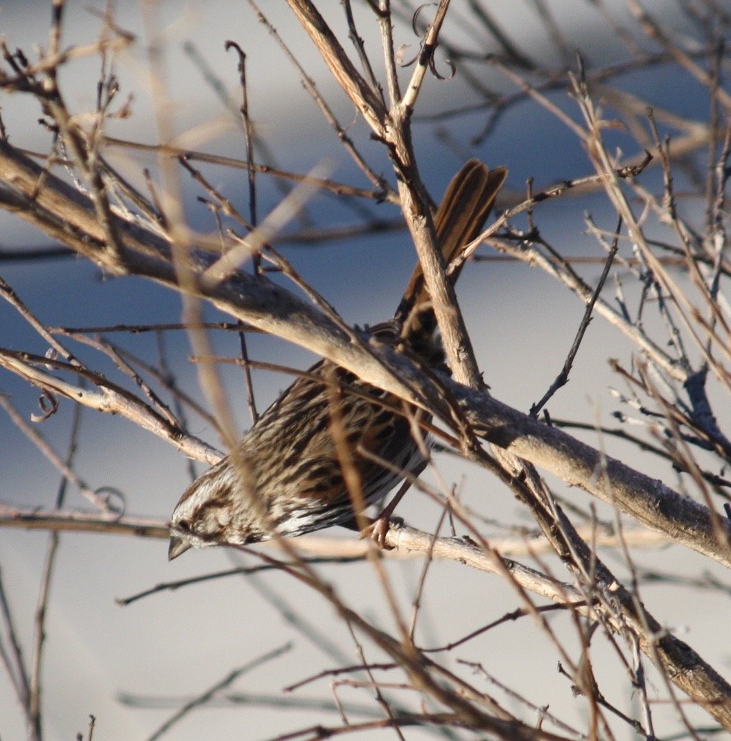 Backyard Birds Southern California Help Me Identify a North American