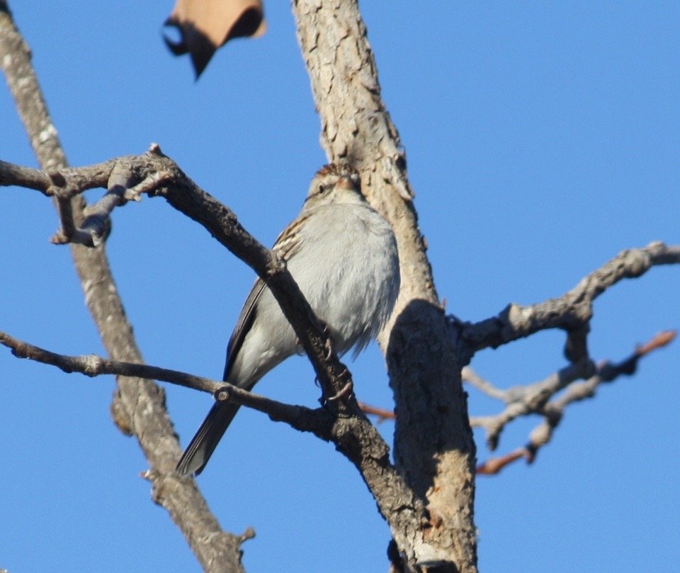 Backyard Birds Southern California Help Me Identify a North American