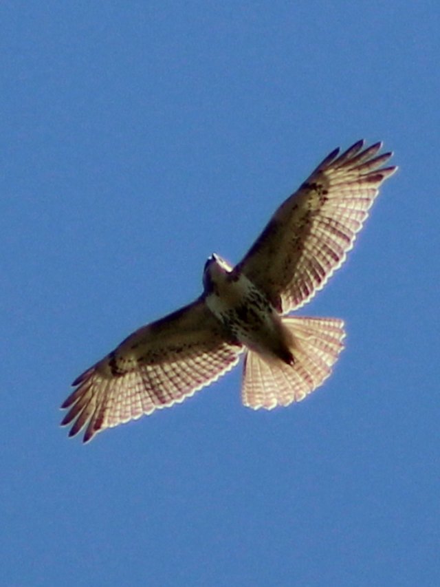 Redtailed and Broadwinged Hawks...I think Help Me Identify a North