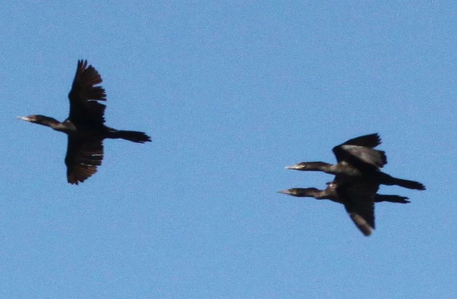 DCCormorant.jpg.124b4846f14e0ef8942bd82fafeeba31.jpg