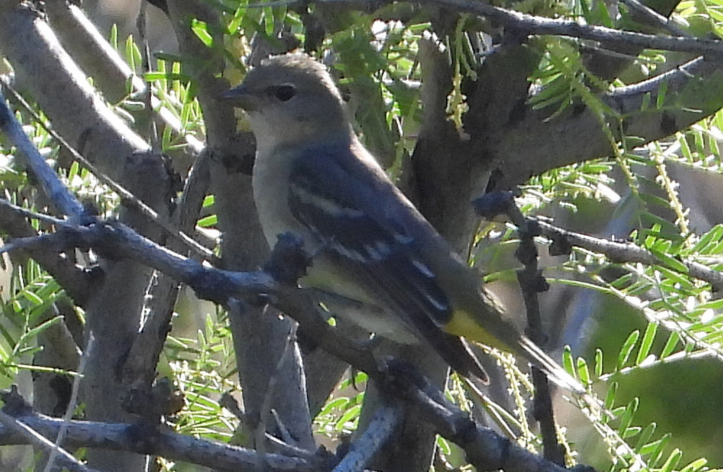Vireo? Warbler? Headless bird? Help Me Identify a North American Bird