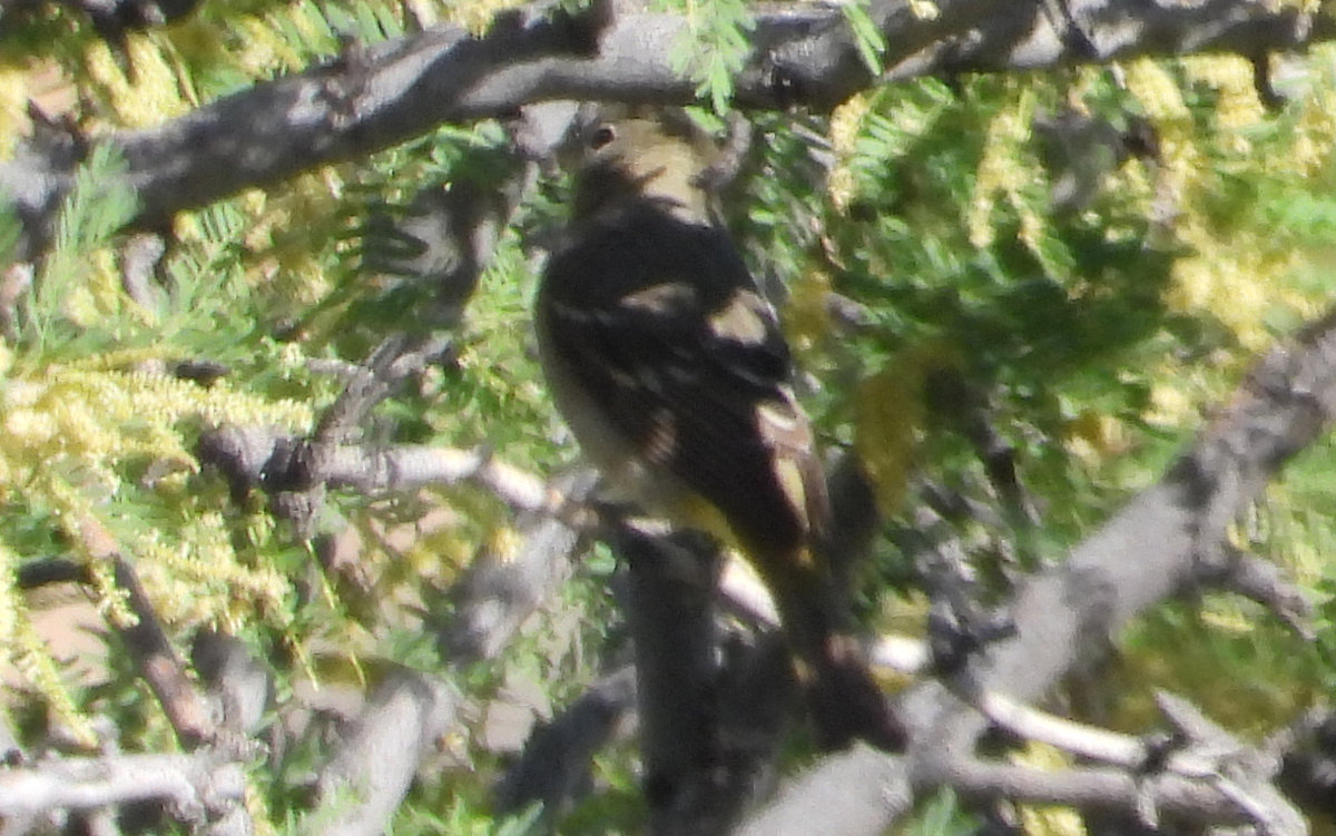 Vireo? Warbler? Headless bird? Help Me Identify a North American Bird