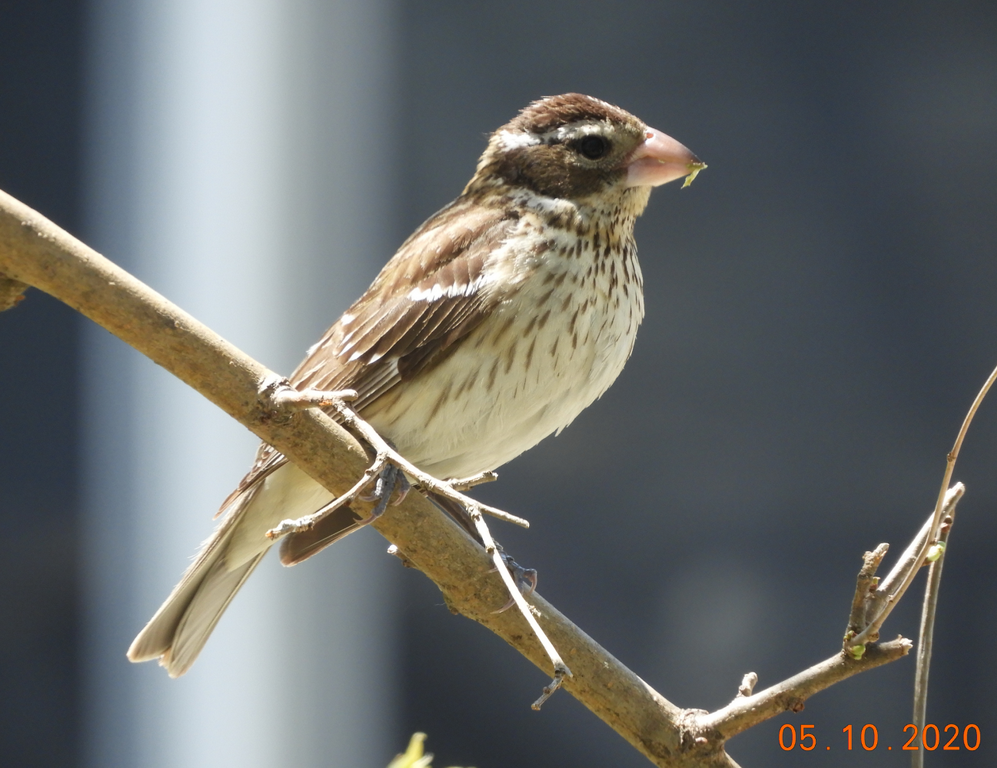 small brown and white bird in NY Help Me Identify a North American