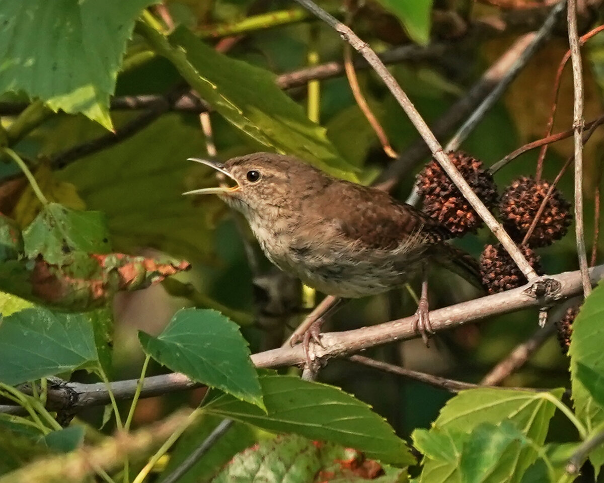 House Wren or Carolina Wren? Help Me Identify a North American Bird