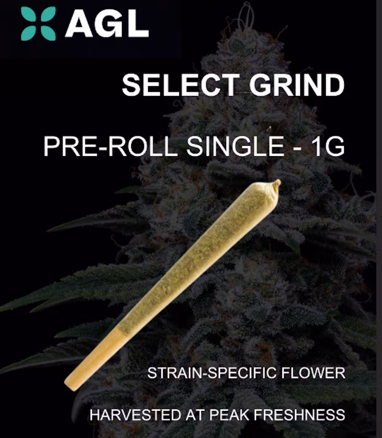 Photograph of Product: B Scout Pre Roll Single T23.58 (1-00729)