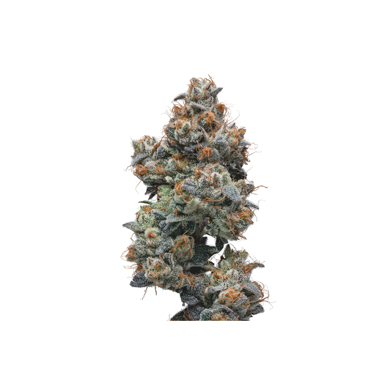 Photograph of product: $6 - Tokyo - Terple - 56g