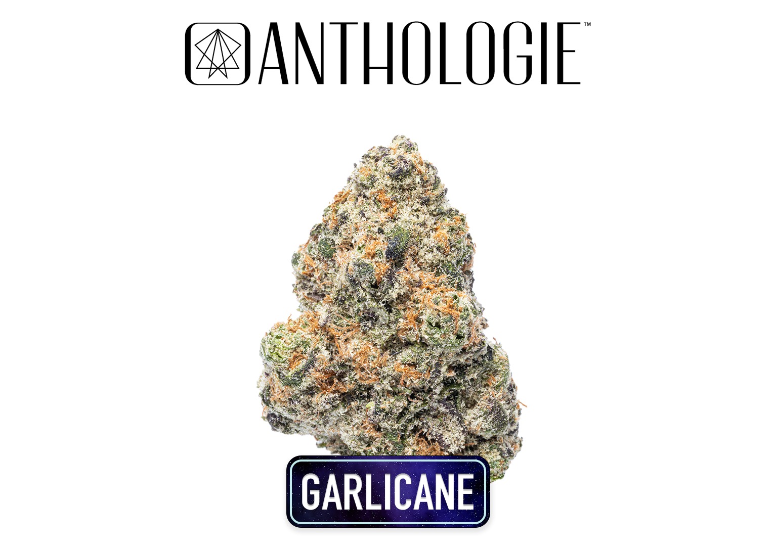Photograph of product: Garlicane Flower 3.5g