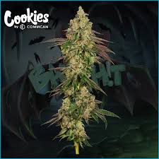 Photograph of product: Cookies-Bat Sh!t - Flower - 3.5g