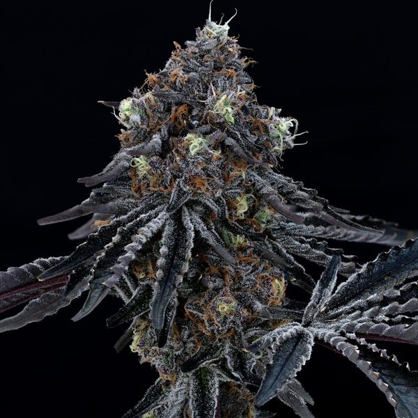 Photograph of product: Rainbow Sherbert #11 - 28g
