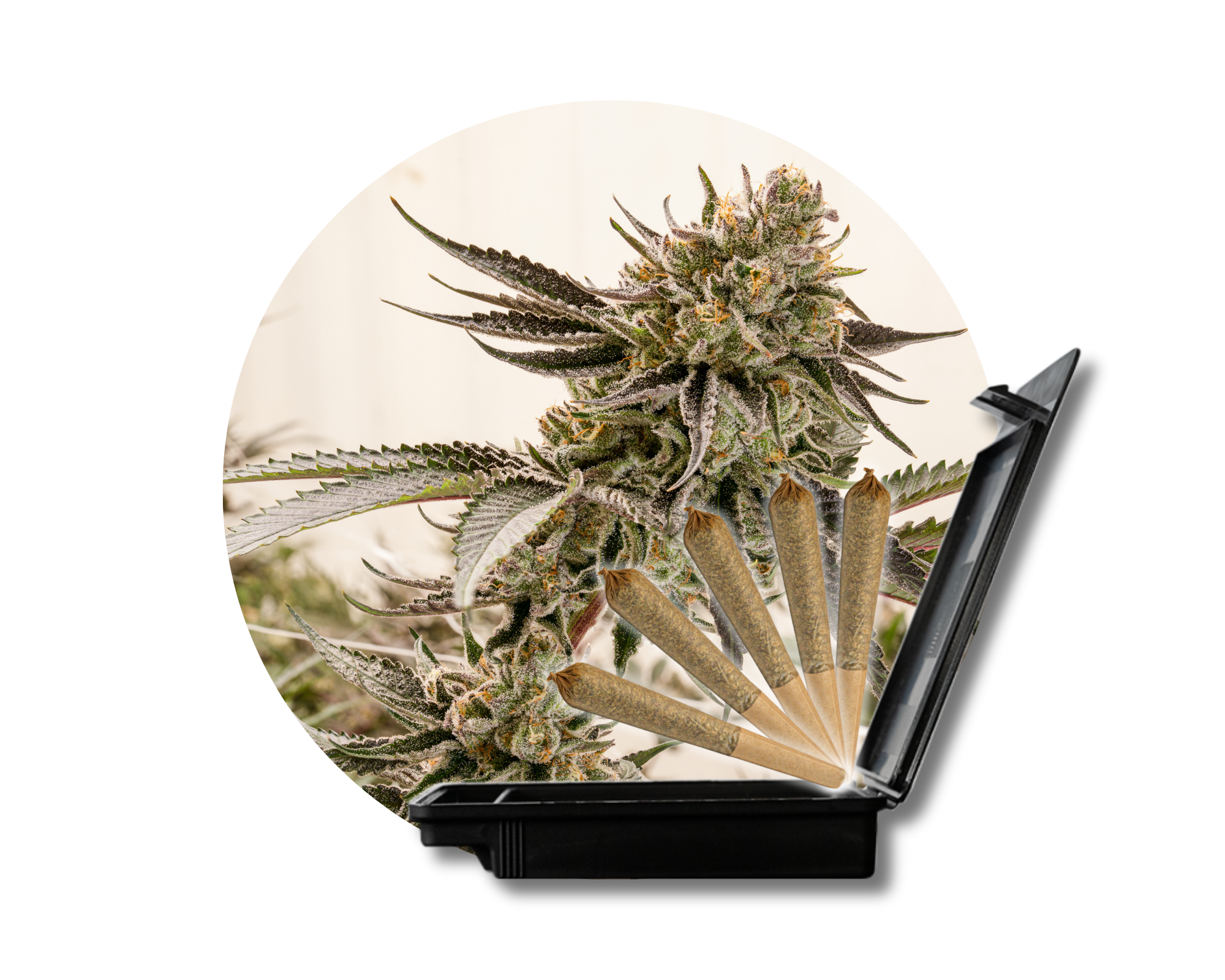Photograph of product: High Tides-Nori Cake 5ct Pre-Rolls