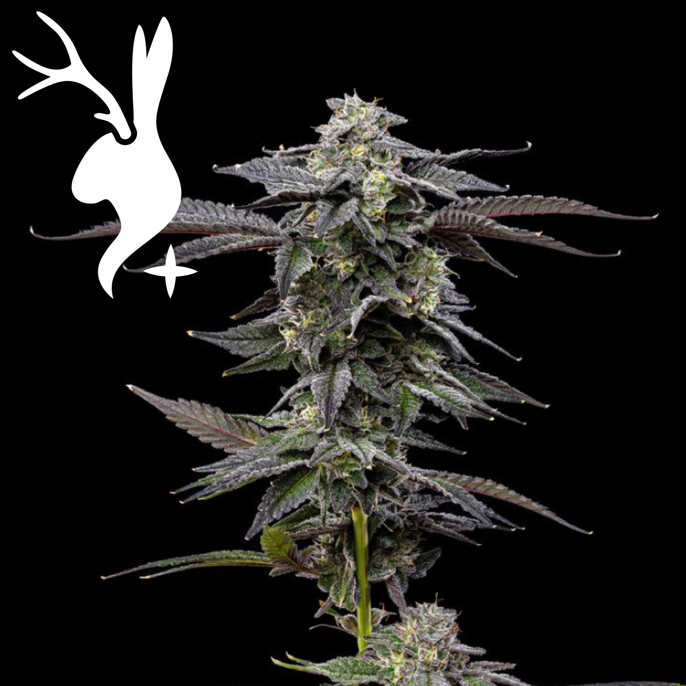 Photograph of product: Zero Gravity - 3.5g