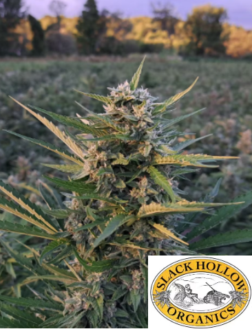 Photograph of product: Slack Hollow | 1/2oz Flower | Raspberry Parfait - 14g