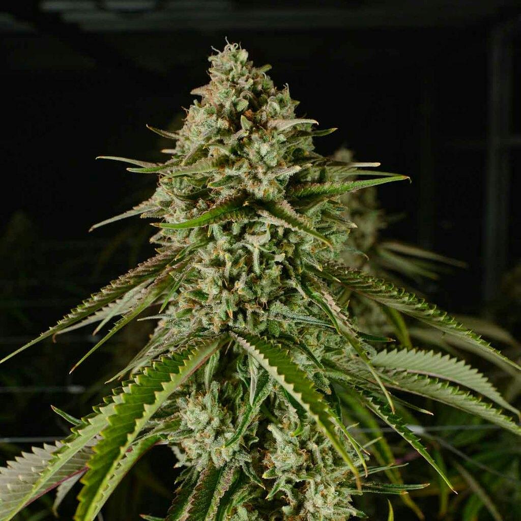 Photograph of product: EAST COAST SOUR DIESEL | 3.5G