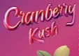 Photograph of product: Flavored AIO | Cranberry Kush | 1g
