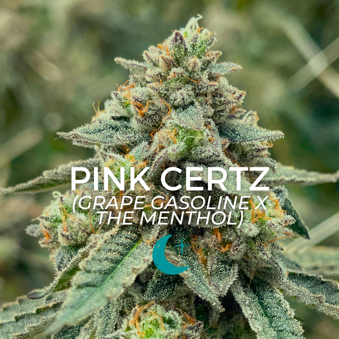 Photograph of product: Pink Certz - 14g