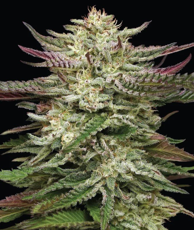 Photograph of product: Jersey Strong Premium Roll | Humboldt Dream x Humboldt Headband | 2pk (Oui'd Dominant)