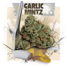 Photograph of product: Garlic Mintz (7g)