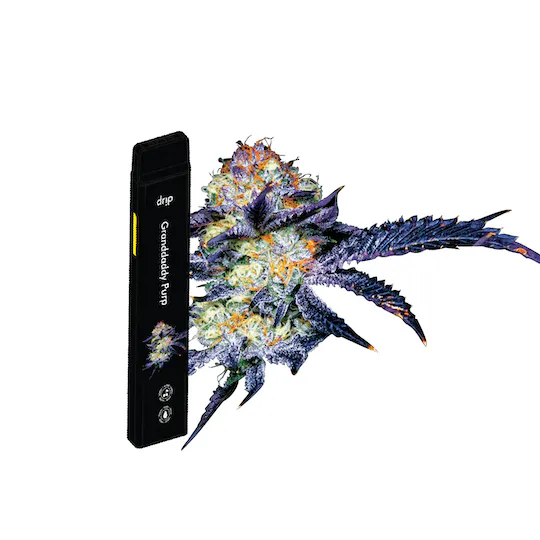 Photograph of product: DRIP | GRANDDADDY PURP - AIO BIG RIPPER Oui'd