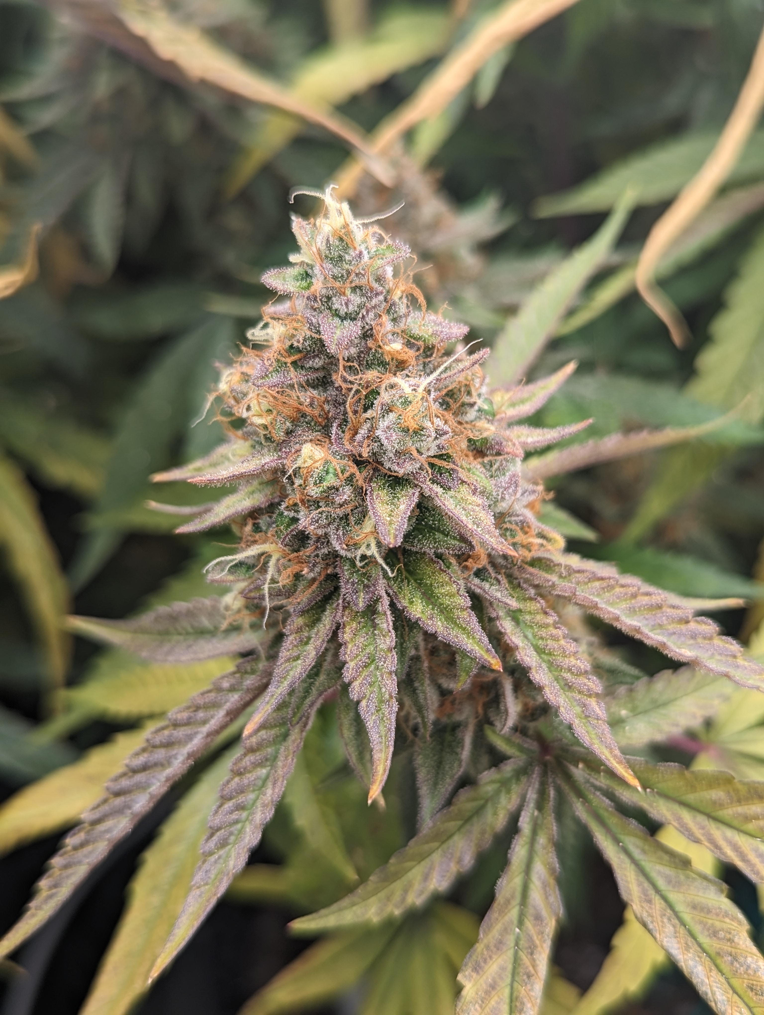 Photograph of product: Peanut Butter Biscuit | Flower - 3.5g