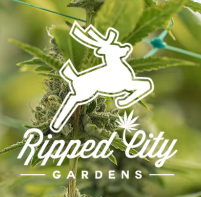 Photograph of product: Ripped City Oui'd | PURPLE URKLE - 7g