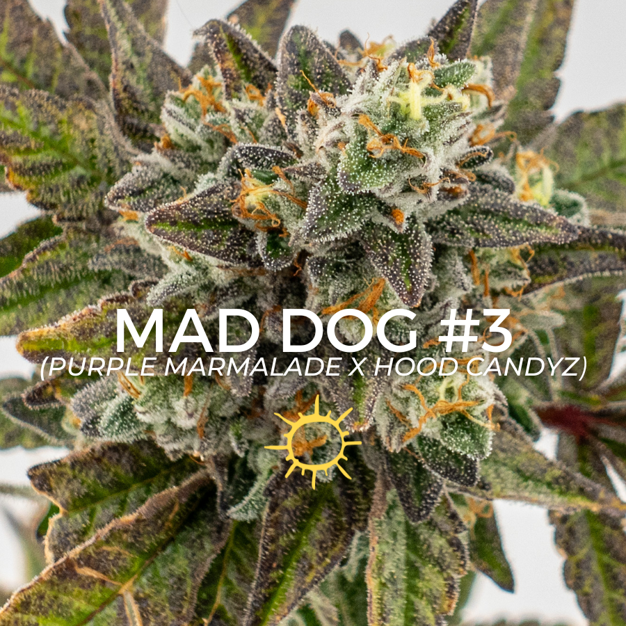 Photograph of product: Mad Dog - 14g