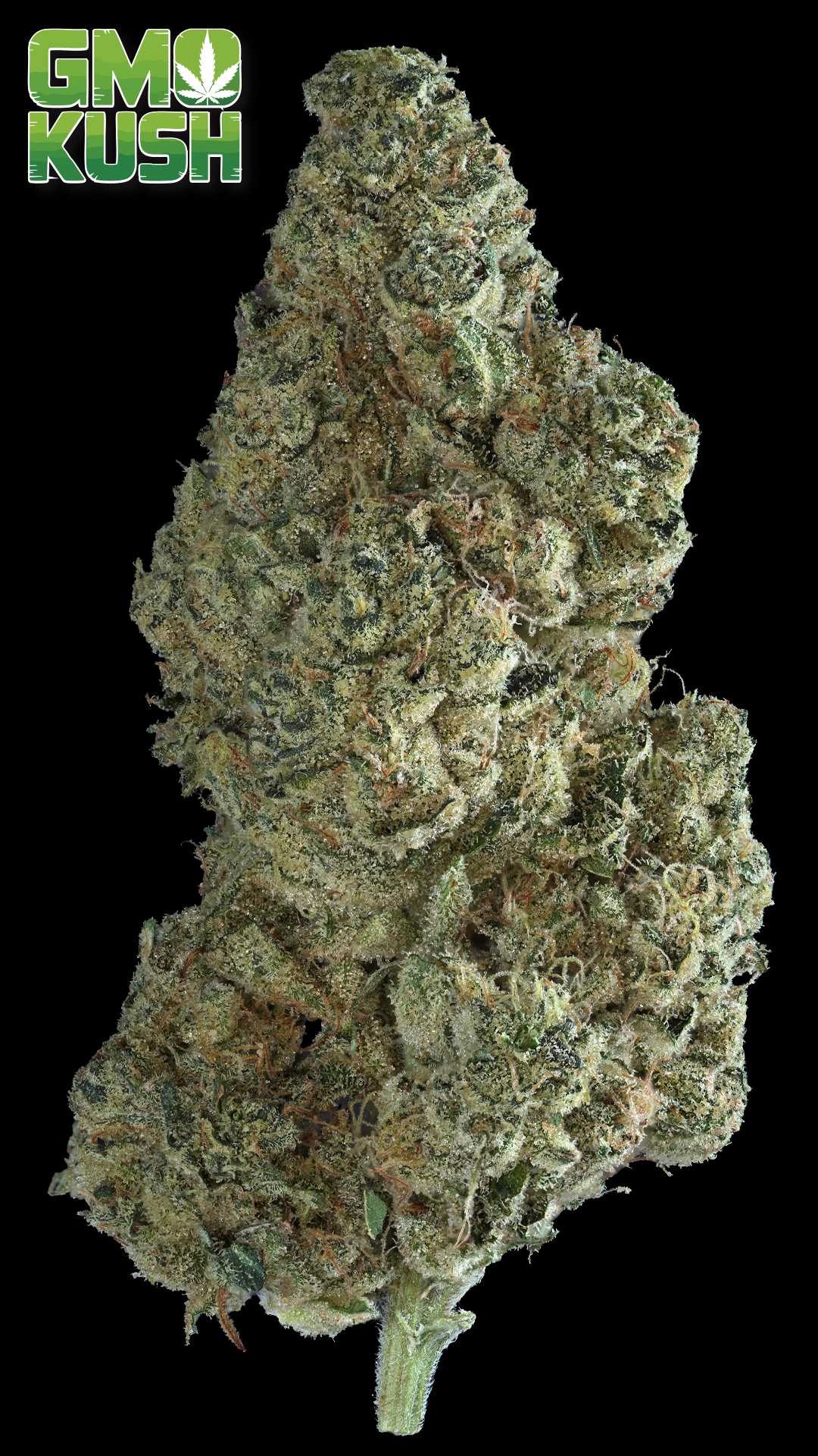 Photograph of product: Prolific: GMO Kush: - 3.5g