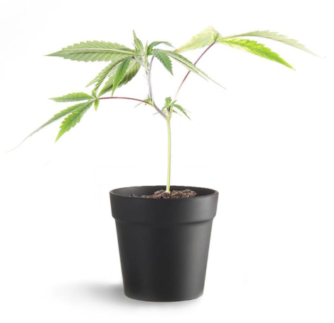Photograph of product: Bald Peak | BLUEBERRY MUFFIN Clone