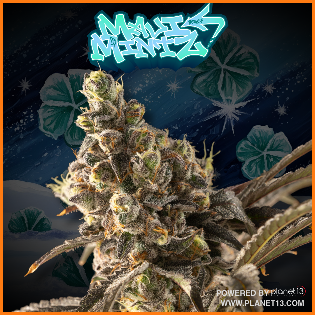 Photograph of product: Trendi IF Maui Mintz 3.5g Prepack