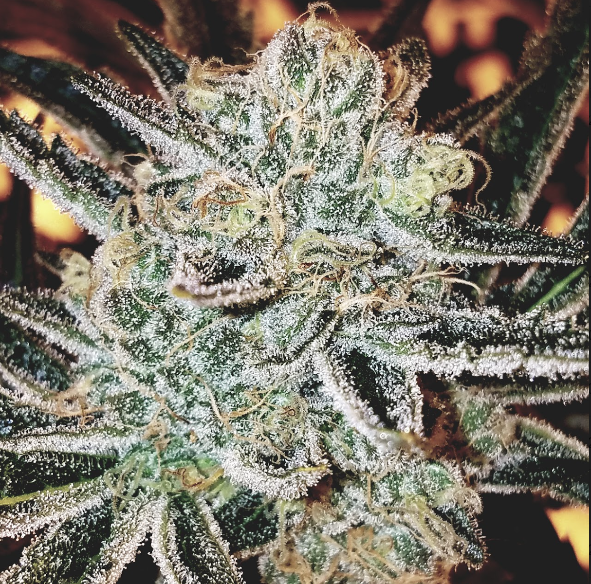 Photograph of product: Forum Super Lemon Starfighter 1/8 Prepack - 28g