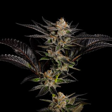 Photograph of product: Peach Maraschino Pre-Roll | 1g