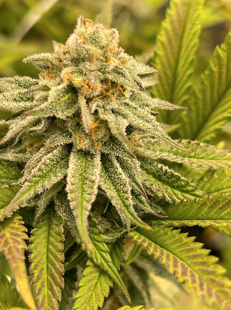 Photograph of product: Cap Junky - 1g - HeadyCo