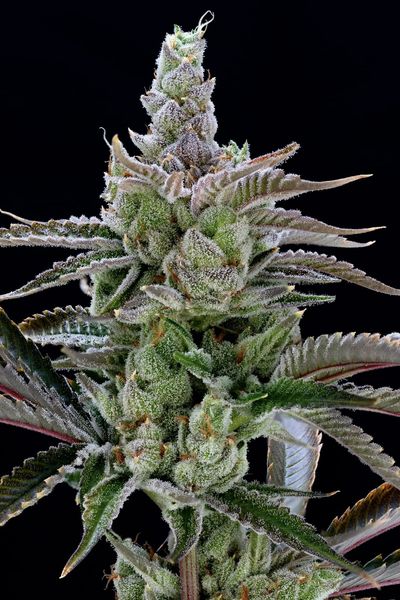 Photograph of product: Strawnana - 28g