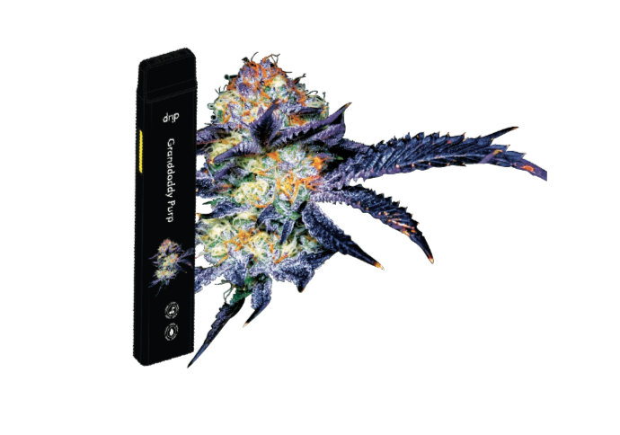 Photograph of product: 1g | Granddaddy Purple | Disposable Vape
