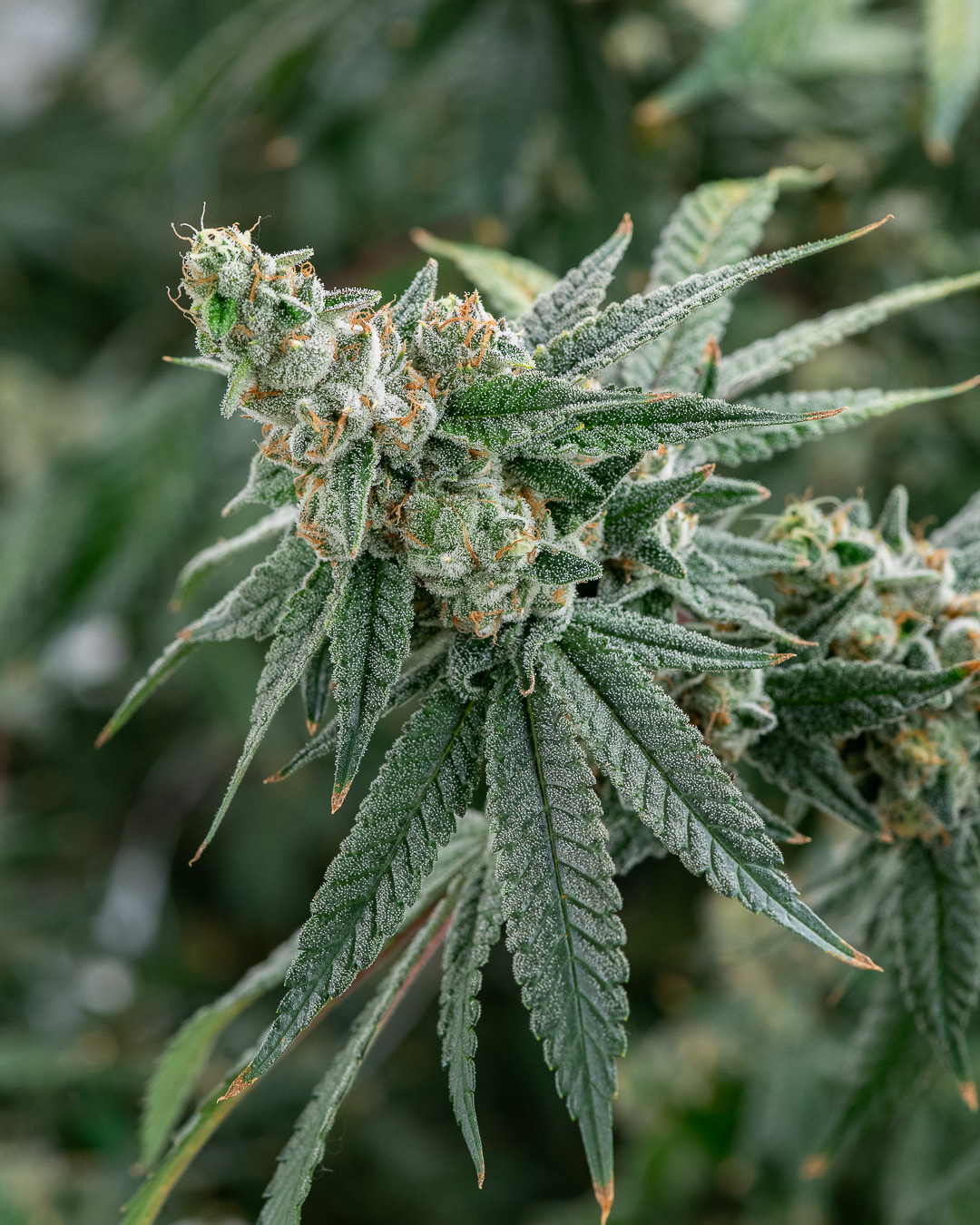 Photograph of product: Cannabitch - 28g
