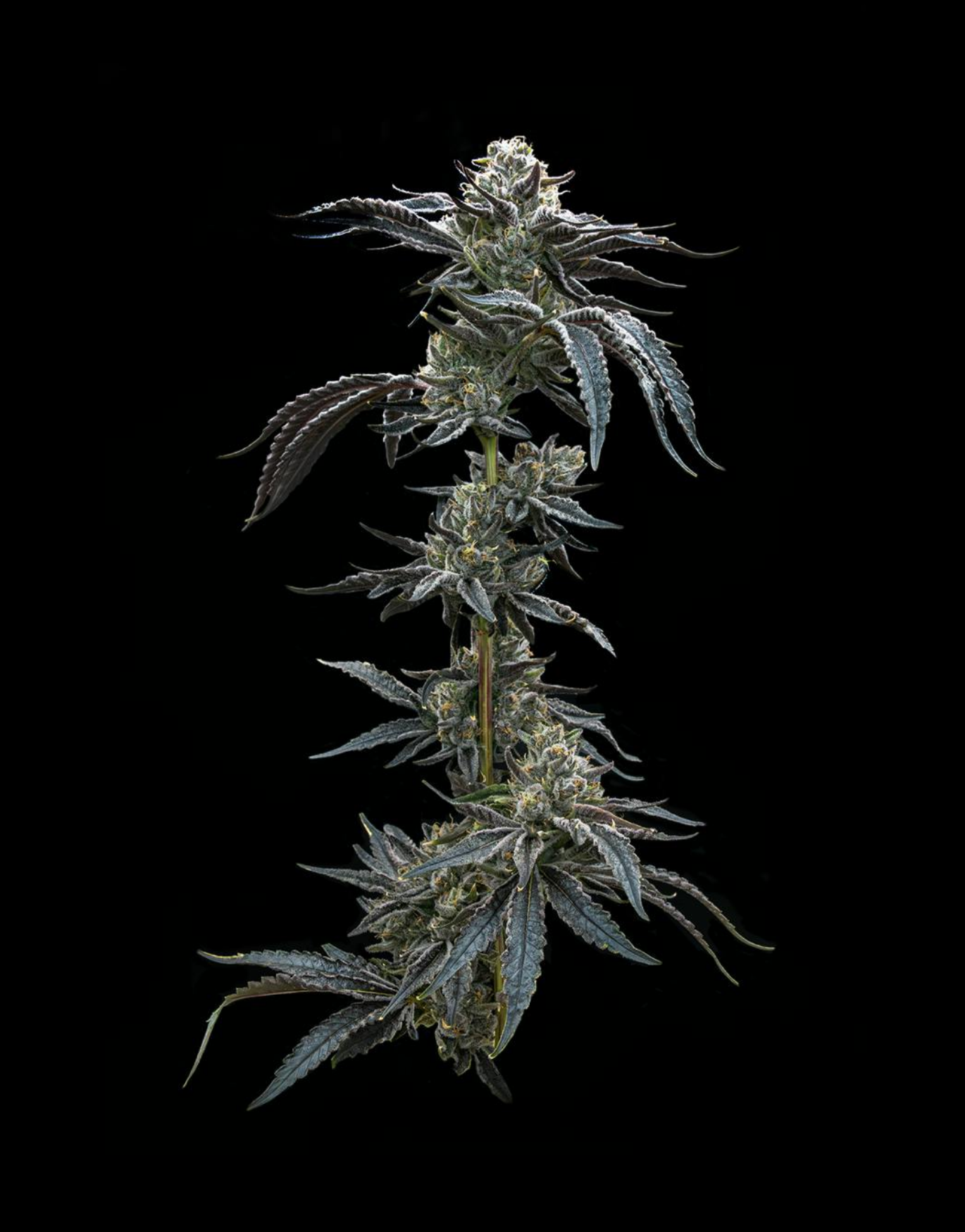 Photograph of product: The Runtz | $125/OZ!!! - 28g