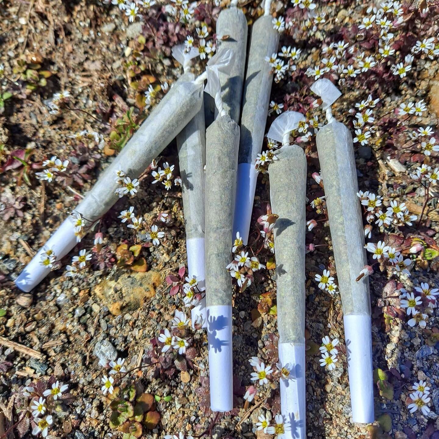 Photograph of product: Mango Haze - 1g - Wellman Farm