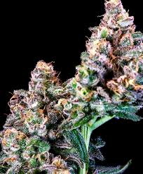 Photograph of product: Cotton Candy | 7g