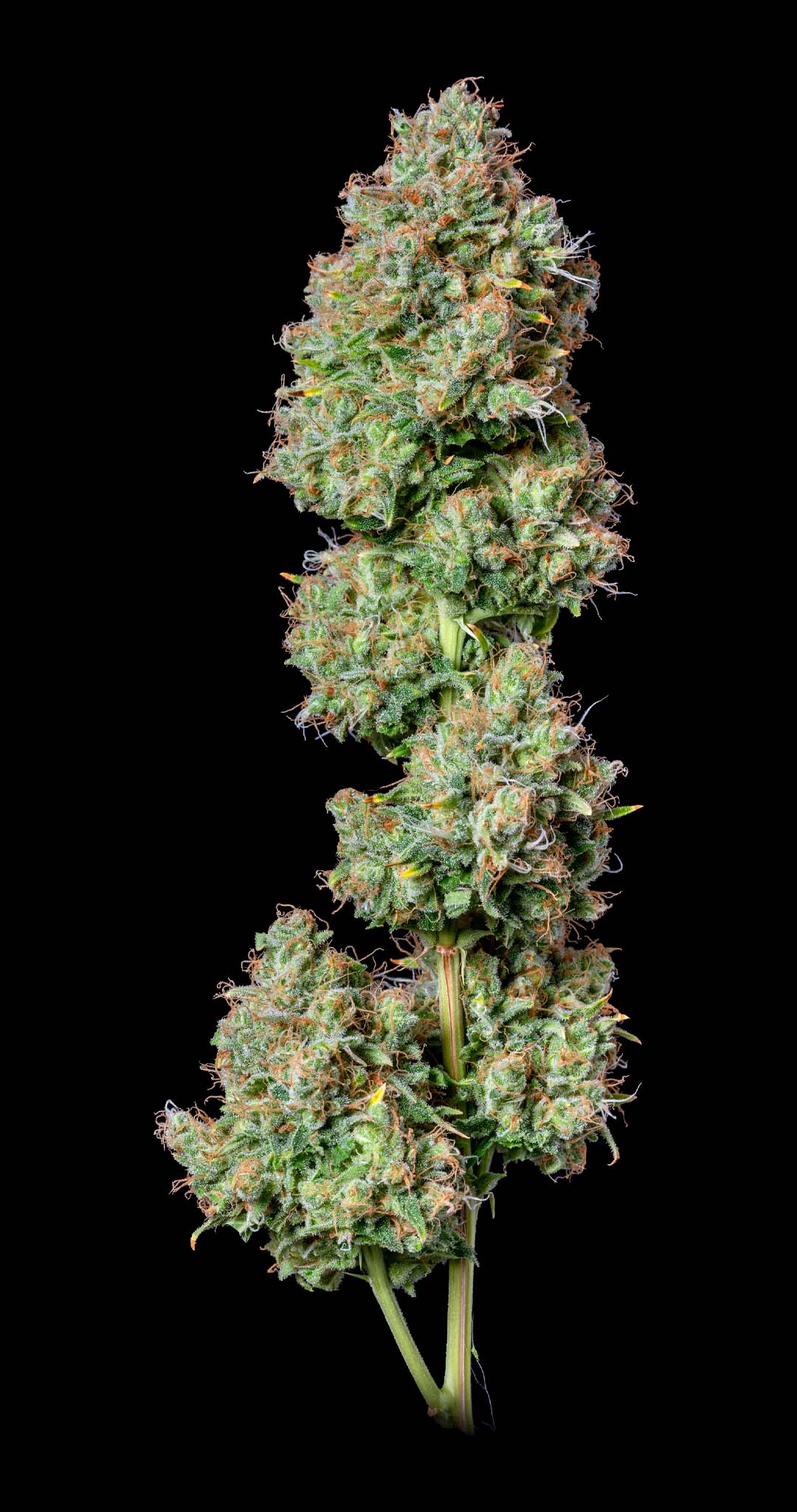 Photograph of product: Hindu Kush - 3.5g