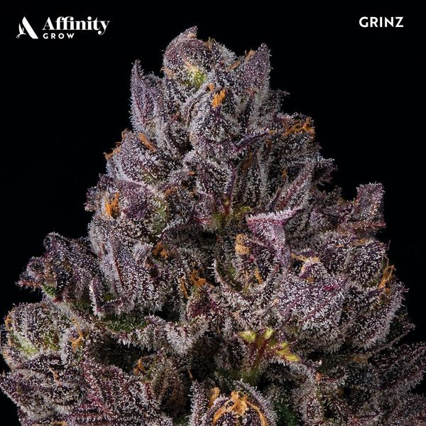 Photograph of product: Grinz Flower T20.12% H 00254 - 3.5g