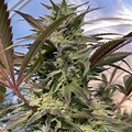 Photograph of Product: Emeraldrose Strawberry Cough - 3.5g