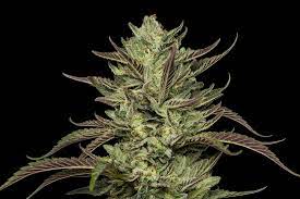 Photograph of product: Grass Roots Nursery Acai Gelato - 3.5g