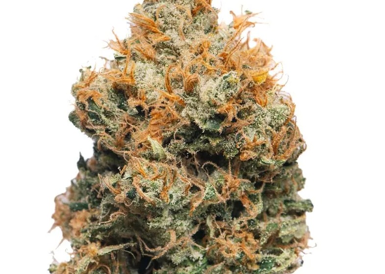 Photograph of product: Bold Cultivation Golden Goat 3.5g Oui'd Hybrid Flower