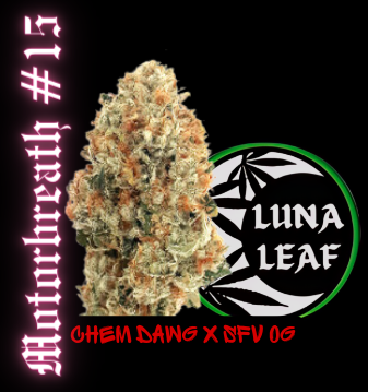 Photograph of product: LUNA LEAF | Lazer Jet | Flower (I/H) - 28g