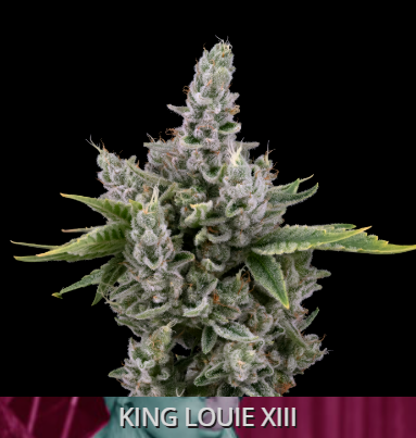 Photograph of product: King Louie XIII Popcorn - 14g