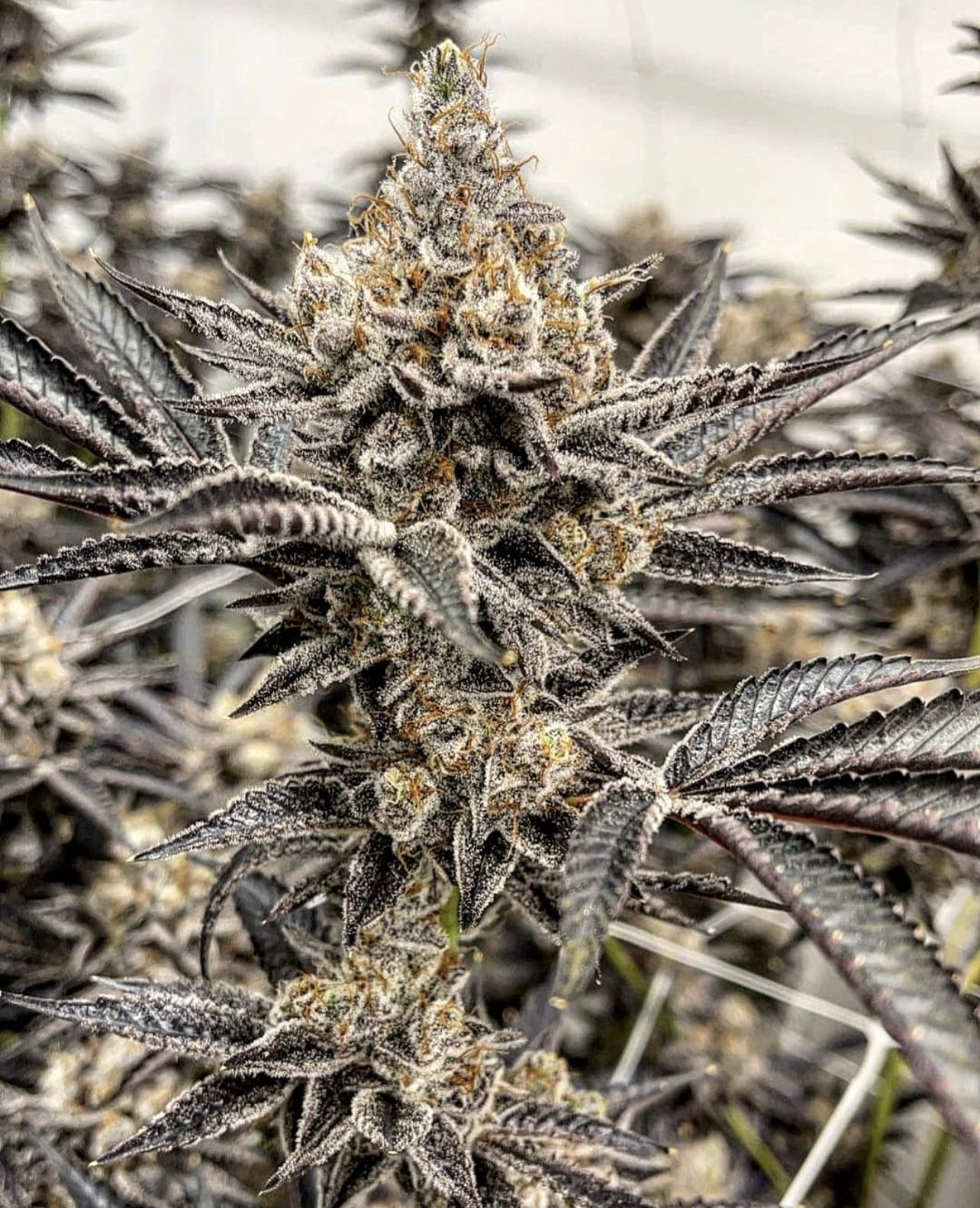 Photograph of product: Sunset Runtz (TAX INCLUDED) - 28g