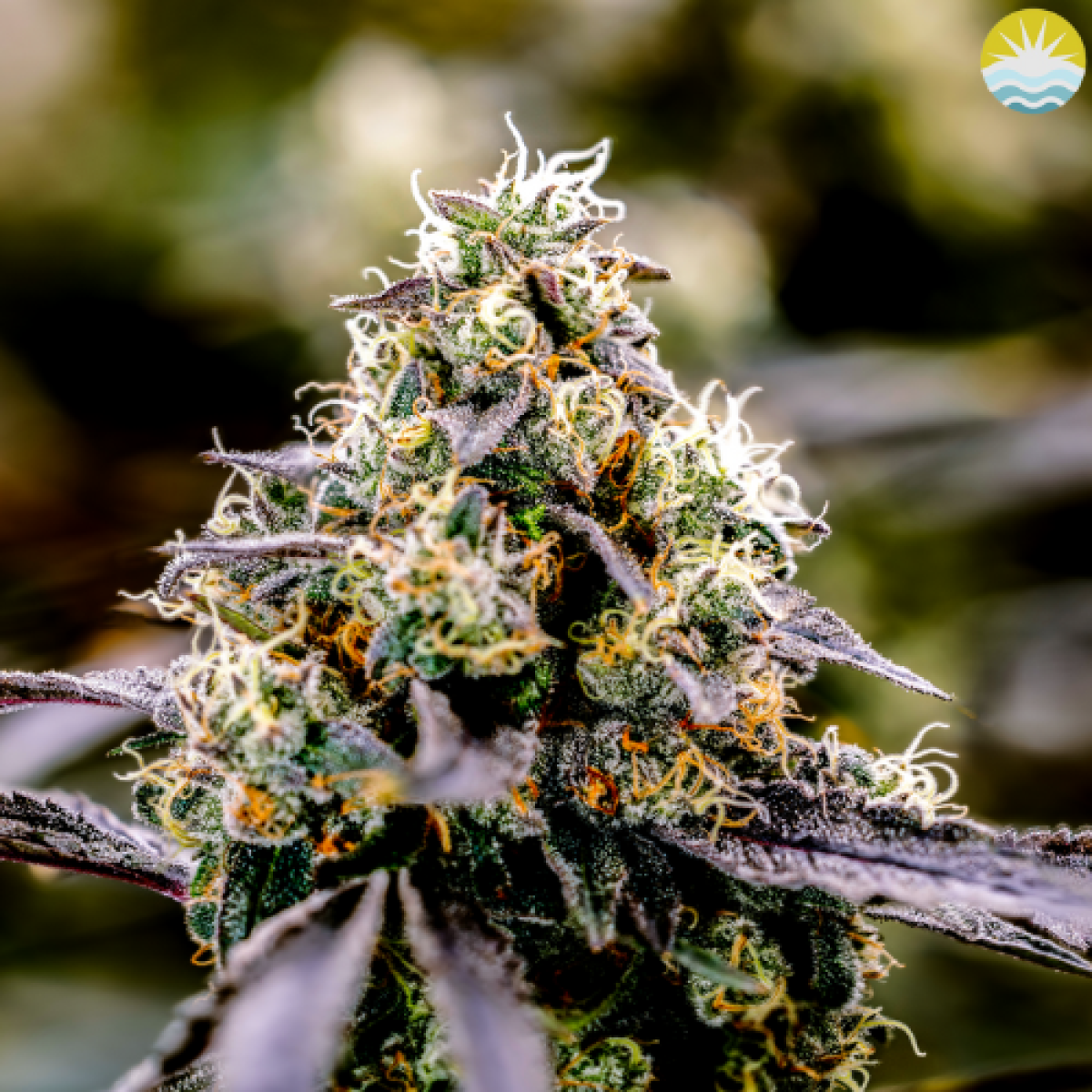 Photograph of product: Renew | Moonbow #4 | 3.5g