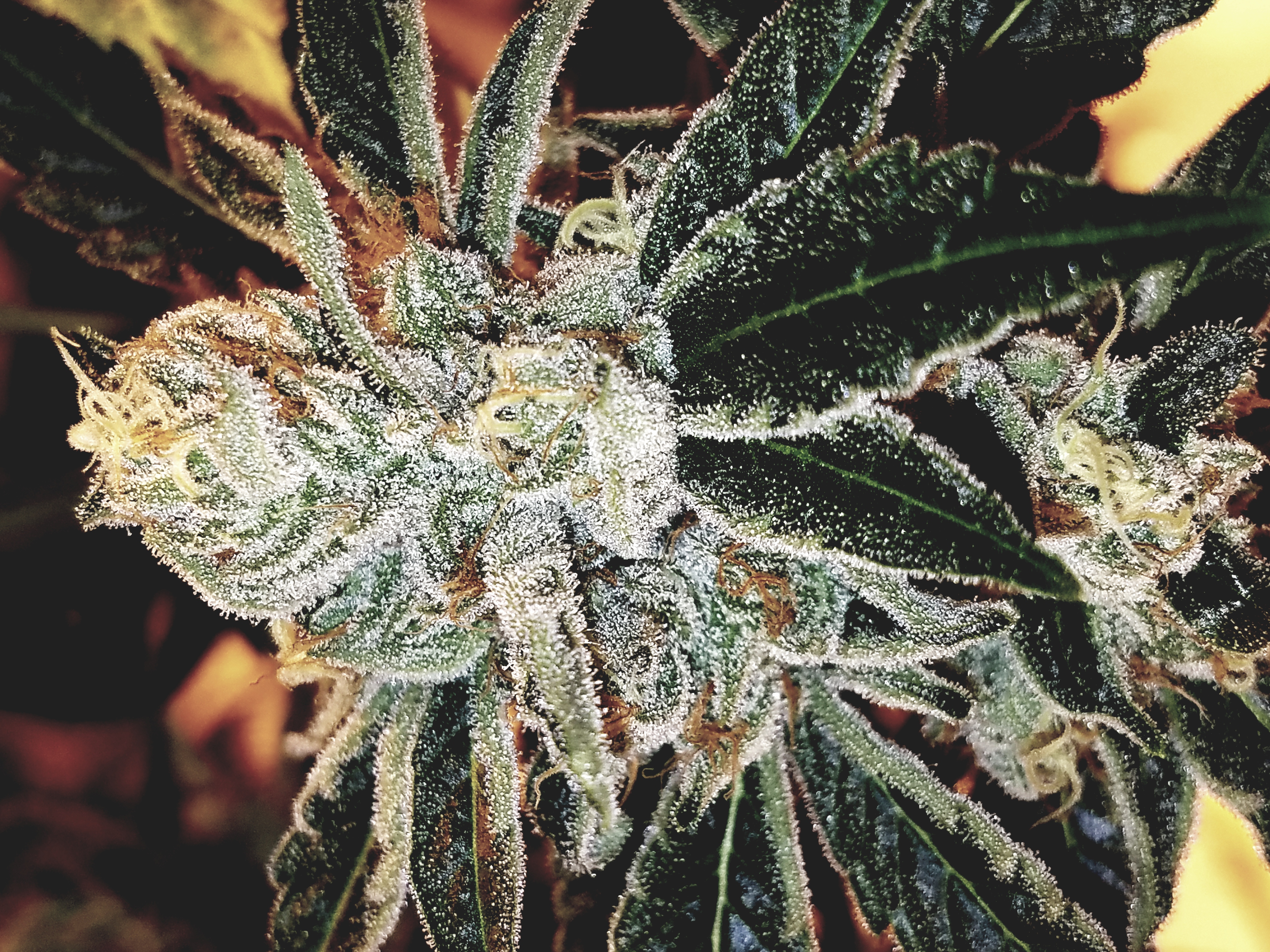 Photograph of product: Holy Grail Kush #3 1/8 Prepack - 3.5g