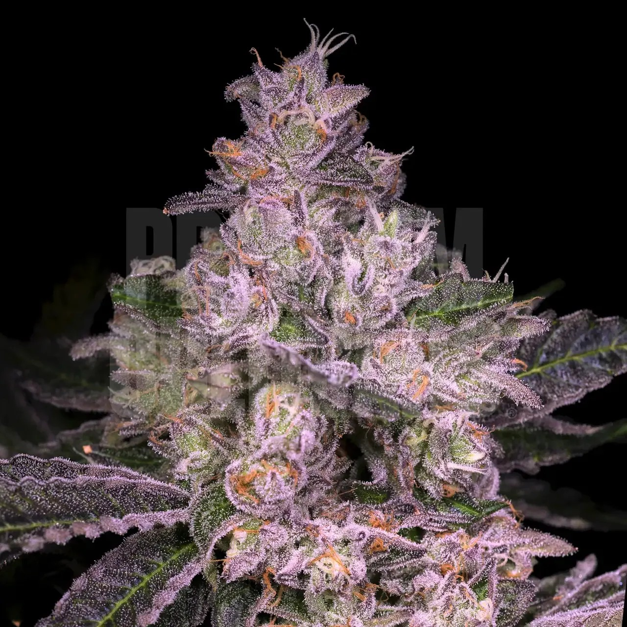 Photograph of product: Lil' Jibbas - Trufflegasm - /pre-roll (10 pack)