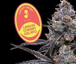 Photograph of Product: Lemon Cherry Gelato Big Buds 3.5g